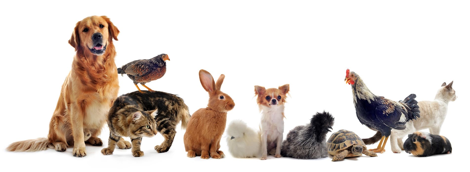ANIMALERIE ET ÉLEVAGE