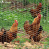 Grillage a poule avec fils 25mm en acier galvanise 1x50M - vuunut.com