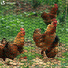 Grillage a poule avec fils 25mm en PVC gaine vert 1x50M - vuunut.com