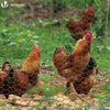 Grillage a poule avec fils 13mm en PVC gaine gris 1x25M - vuunut.com